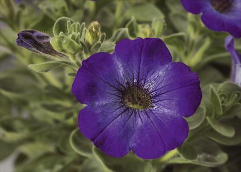 foto van een variëteit aan bloemen, te gebruiken als: Potplant, perkplant, patioplant, korfplant Petunia pendula Sanguna® Atomic Blue