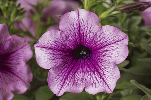 foto van een variëteit aan bloemen, te gebruiken als: Potplant, perkplant, patioplant, korfplant Petunia pendula Sanguna® Rose Vein