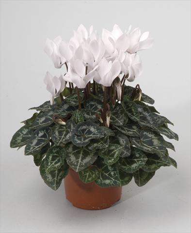 foto van een variëteit aan bloemen, te gebruiken als: Pot - en perkplant Cyclamen persicum Miracle White Imp