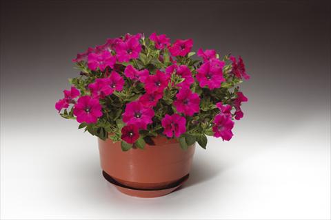 foto van een variëteit aan bloemen, te gebruiken als: Potplant, perkplant, patioplant, korfplant Petunia pendula Sanguna® Lipstick