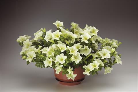 foto van een variëteit aan bloemen, te gebruiken als: Potplant, perkplant, patioplant, korfplant Petunia pendula Sanguna® Pastel Yellow