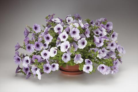 foto van een variëteit aan bloemen, te gebruiken als: Potplant, perkplant, patioplant, korfplant Petunia pendula Sanguna® Blue Vein