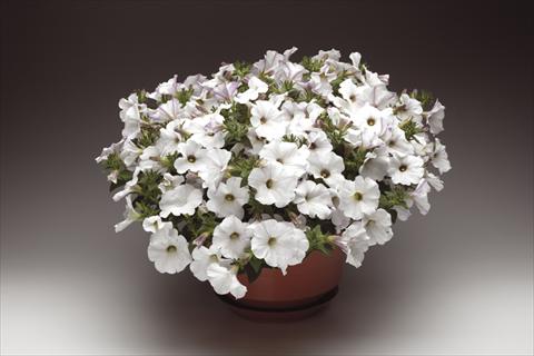 foto van een variëteit aan bloemen, te gebruiken als: Potplant, perkplant, patioplant, korfplant Petunia pendula Sanguna® White Vein