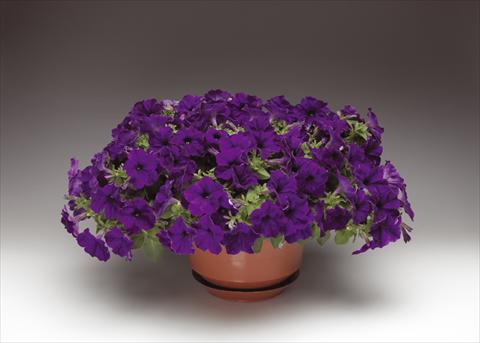 foto van een variëteit aan bloemen, te gebruiken als: Potplant, perkplant, patioplant, korfplant Petunia pendula Sanguna® Cobalt Blue