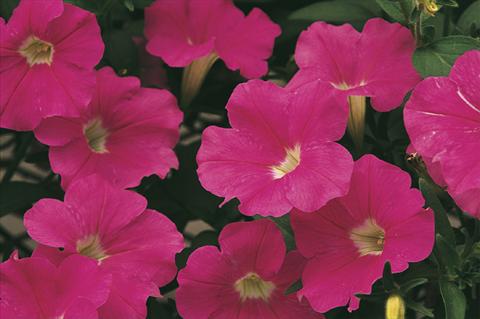 foto van een variëteit aan bloemen, te gebruiken als: Potplant, perkplant, patioplant, korfplant Petunia x hybrida Whispers® Bright Pink