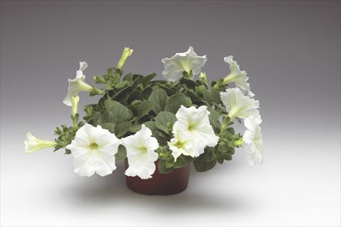 foto van een variëteit aan bloemen, te gebruiken als: Potplant, perkplant, patioplant, korfplant Petunia pendula Sanguna® Vanilla