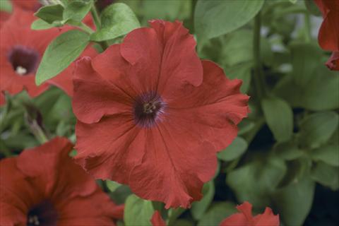 foto van een variëteit aan bloemen, te gebruiken als: Potplant, perkplant, patioplant, korfplant Petunia pendula Sanguna® Red