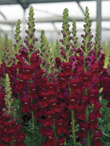 foto van een variëteit aan bloemen, te gebruiken als: Pot - en perkplant Antirrhinum majus Opus Bright Red