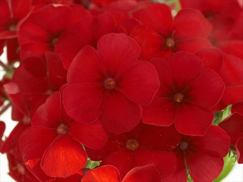 foto van een variëteit aan bloemen, te gebruiken als: Pot - en perkplant Phlox Primavera Cherry Red