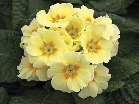 foto van een variëteit aan bloemen, te gebruiken als: Potplant, perkplant, patioplant, korfplant Primula acaulis, veris, vulgaris Orion Light Yellow