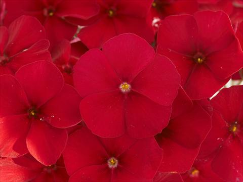 foto van een variëteit aan bloemen, te gebruiken als: Pot - en perkplant Phlox Primavera Crimson