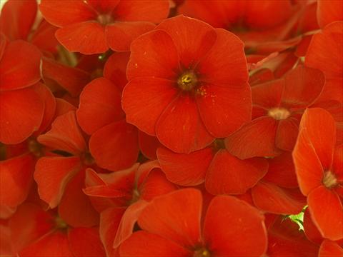 foto van een variëteit aan bloemen, te gebruiken als: Pot - en perkplant Phlox Primavera Red