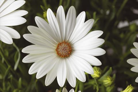 foto van een variëteit aan bloemen, te gebruiken als: Pot - en perkplant Osteospermum Tradewinds® Pearl White