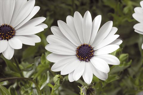 foto van een variëteit aan bloemen, te gebruiken als: Pot - en perkplant Osteospermum Tradewinds® White