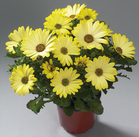 foto van een variëteit aan bloemen, te gebruiken als: Pot Osteospermum Cape Daisy® Tambero