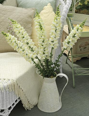 foto van een variëteit aan bloemen, te gebruiken als: Pot - en perkplant Antirrhinum majus Overture II Ivory II 08 Imp