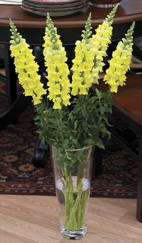 foto van een variëteit aan bloemen, te gebruiken als: Pot - en perkplant Antirrhinum majus Overture II Yellow 08 Imp