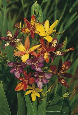 foto van een variëteit aan bloemen, te gebruiken als: Perkplant / Borders Pardancanda norrisii Dazzler