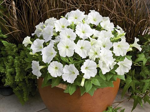foto van een variëteit aan bloemen, te gebruiken als: Potplant, perkplant, patioplant Petunia milliflora Picobella White