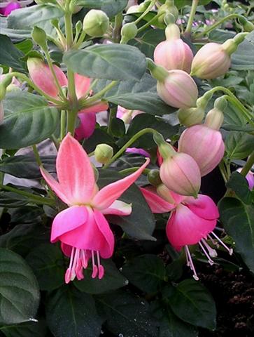 foto van een variëteit aan bloemen, te gebruiken als: Pot Fuchsia Pink Spritzer
