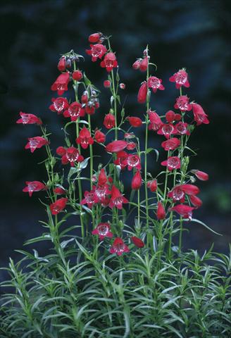 foto van een variëteit aan bloemen, te gebruiken als: Pot - en perkplant Penstemon x mexicali Sunburst Ruby