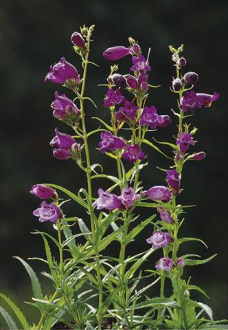 foto van een variëteit aan bloemen, te gebruiken als: Perkplant / Borders Penstemon x mexicali Sunburst Amethyst