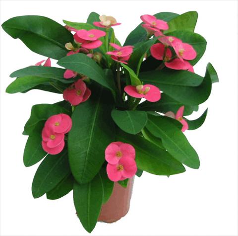 foto van een variëteit aan bloemen, te gebruiken als: Pot Euphorbia x martinii Pink Cadilac