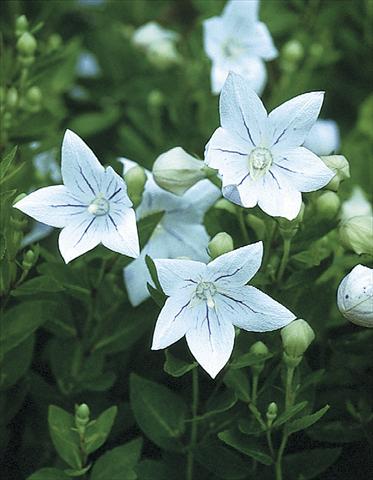 foto van een variëteit aan bloemen, te gebruiken als: Perkplant / Borders Platycodon grandiflorus Fairy Snow