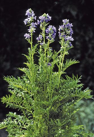 foto van een variëteit aan bloemen, te gebruiken als: Pot - en perkplant Polemonium caeruleum Filigree Skies