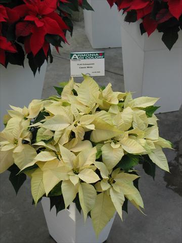 foto van een variëteit aan bloemen, te gebruiken als: Pot Poinsettia - Euphorbia pulcherrima Classic White