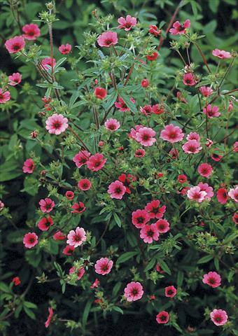 foto van een variëteit aan bloemen, te gebruiken als: Perkplant / Borders Potentilla nepalensis Ron McBeath