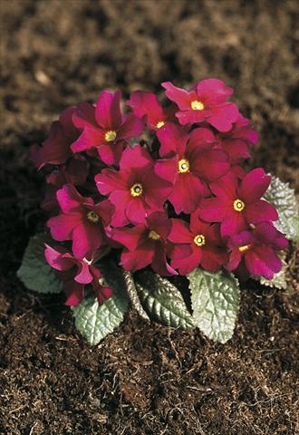 foto van een variëteit aan bloemen, te gebruiken als: Pot - en perkplant Primula x pruhoniciana Bergfrühling® Amaranth-Red