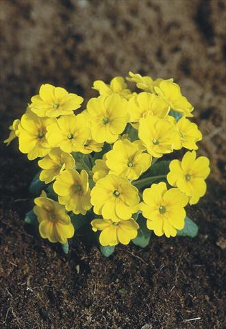 foto van een variëteit aan bloemen, te gebruiken als: Pot - en perkplant Primula x pruhoniciana Bergfrühling® Yellow