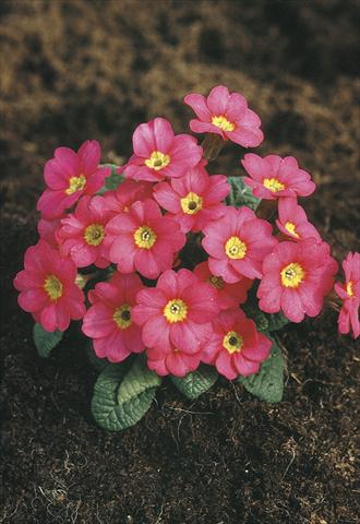 foto van een variëteit aan bloemen, te gebruiken als: Pot - en perkplant Primula x pruhoniciana Bergfrühling® Pink