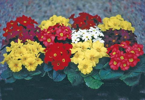 foto van een variëteit aan bloemen, te gebruiken als: Pot - en perkplant Primula x pruhoniciana Bergfrühling® Mixture