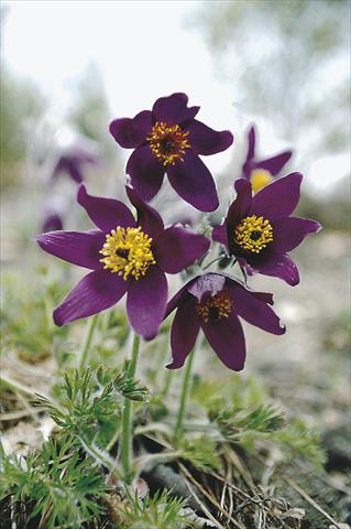 foto van een variëteit aan bloemen, te gebruiken als: Perkplant / Borders Pulsatilla vulgaris Blaue Glocke (Violet Bells)
