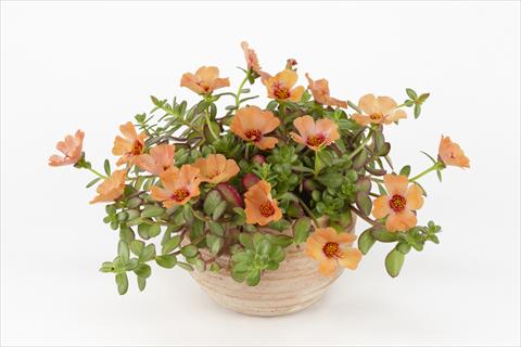 foto van een variëteit aan bloemen, te gebruiken als: Potplant, perkplant, patioplant, korfplant Portulaca Duna® Peach