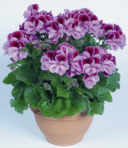 foto van een variëteit aan bloemen, te gebruiken als: Pot Pelargonium grandiflorum pac® Aristo® Clarina