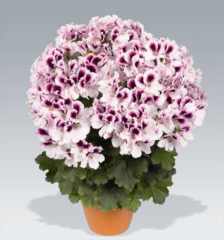 foto van een variëteit aan bloemen, te gebruiken als: Potplant, perkplant, patioplant Pelargonium grandiflorum pac® Aristo® Petticoat