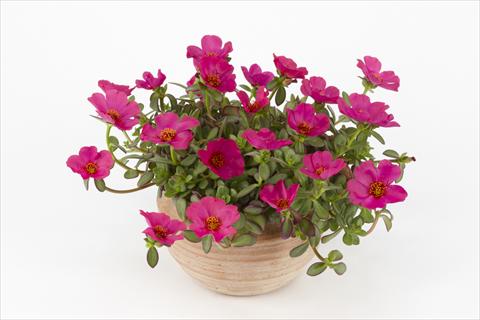 foto van een variëteit aan bloemen, te gebruiken als: Potplant, perkplant, patioplant, korfplant Portulaca Duna® Purple