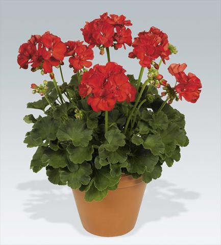 foto van een variëteit aan bloemen, te gebruiken als: Potplant, perkplant, patioplant Pelargonium zonale pac® Hidemi