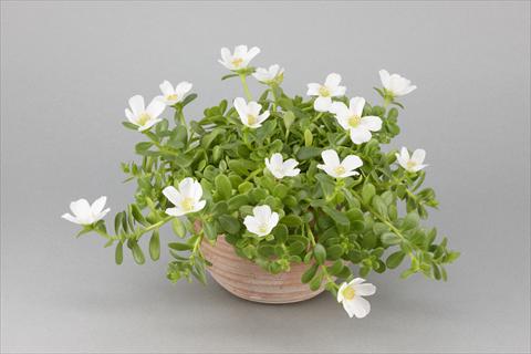 foto van een variëteit aan bloemen, te gebruiken als: Potplant, perkplant, patioplant, korfplant Portulaca Duna® White
