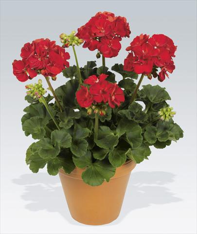 foto van een variëteit aan bloemen, te gebruiken als: Potplant, perkplant, patioplant Pelargonium zonale pac® Victor Improved