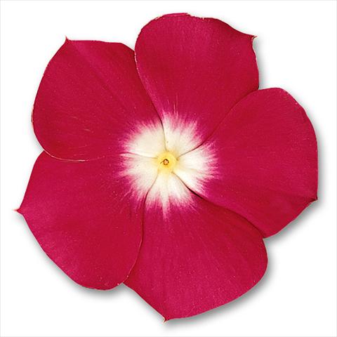 foto van een variëteit aan bloemen, te gebruiken als: Pot - en perkplant Catharanthus roseus - Vinca Pacifica Cherry Red Halo