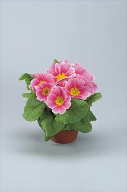 foto van een variëteit aan bloemen, te gebruiken als: Pot - en perkplant Primula acaulis, veris, vulgaris Eblo Fior di melo