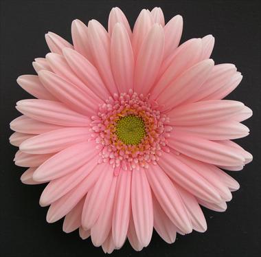foto van een variëteit aan bloemen, te gebruiken als: Snijbloemen Gerbera jamesonii Perla