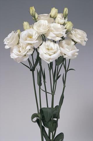 foto van een variëteit aan bloemen, te gebruiken als: Snijbloemen Lisianthus (Eustoma grandiflorum) Rosita White