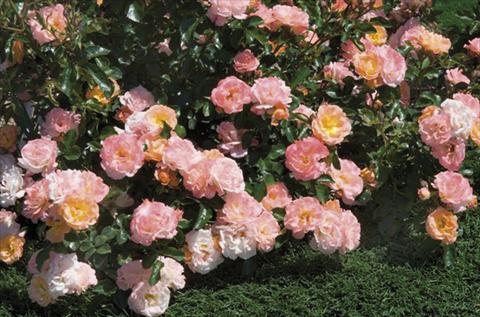 foto van een variëteit aan bloemen, te gebruiken als: Perkplant / Borders Rosa paesaggistica Peach Drift®