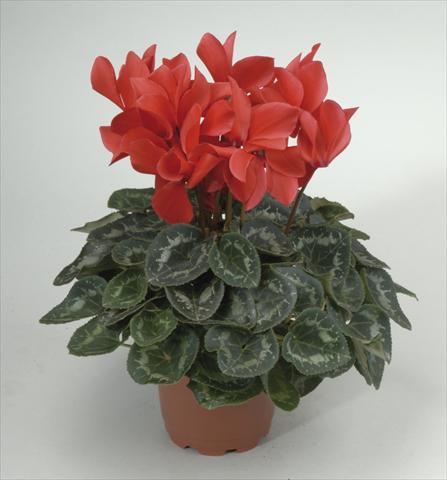 foto van een variëteit aan bloemen, te gebruiken als: Pot - en perkplant Cyclamen persicum Rainier Scarlet