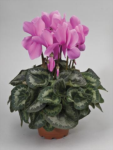 foto van een variëteit aan bloemen, te gebruiken als: Pot - en perkplant Cyclamen persicum Rainier Lilac